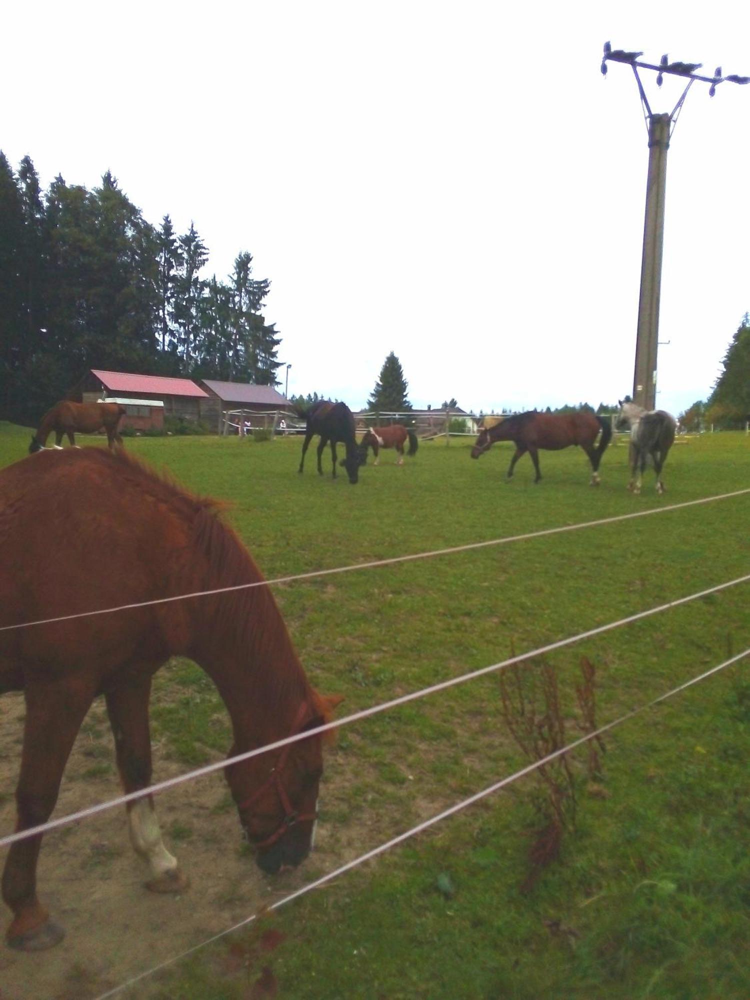 Apartman Leo Nr. 8 Lipno Nad Vltavou Bagian luar foto